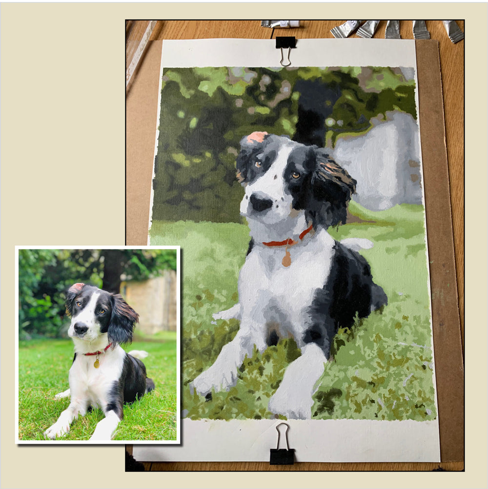 collie dog paint by numbers